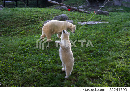Portrait of mother and baby polar bear at the zoologic park 82241793