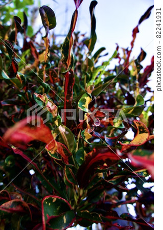 Miyakojima, Okinawa Prefecture, bright croton branches ② Miyakojima, Okinawa Prefecture, bright croton branches ② 82241931