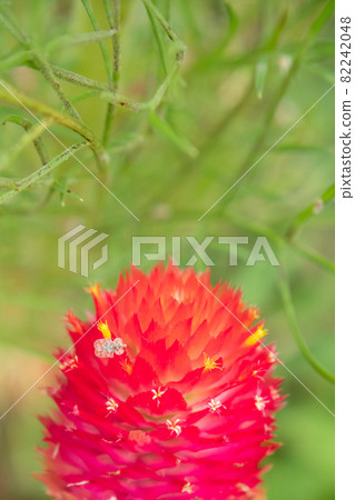 小蟲子，在艷紅的萬日草中綻放小花 82242048