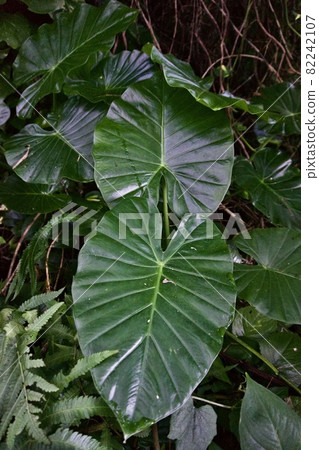 Miyakojima, Okinawa Prefecture Various leaves of Alocasia odora ① Miyakojima, Okinawa Prefecture Various leaves of Alocasia odora ① 82242107
