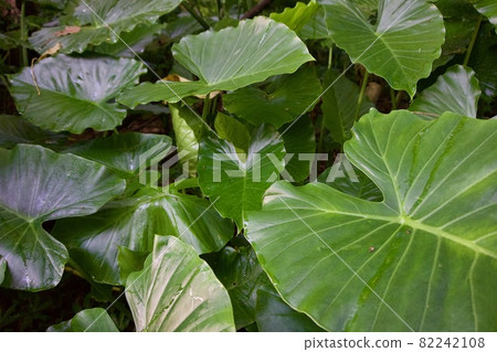 Miyakojima, Okinawa Prefecture Various leaves of Alocasia odora ② Miyakojima, Okinawa Prefecture Various leaves of Alocasia odora ② 82242108