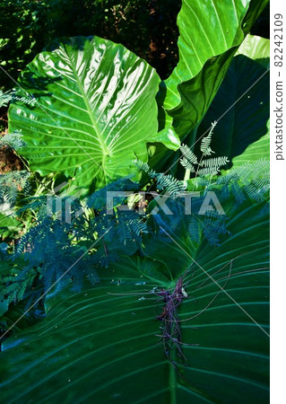 Various leaves of Alocasia odora, Miyakojima, Okinawa ③ Various leaves of Alocasia odora, Miyakojima, Okinawa ③ 82242109