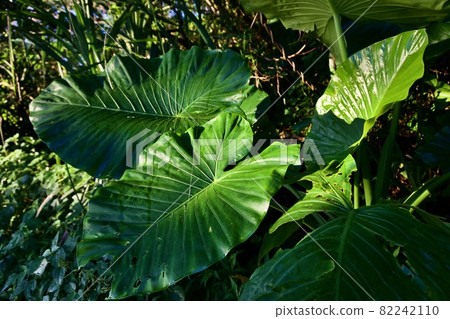 Various leaves of Alocasia odora, Miyakojima, Okinawa ④ 82242110