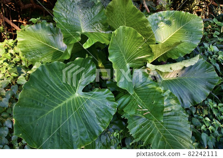 Various leaves of Alocasia odora, Miyakojima, Okinawa ⑤ Various leaves of Alocasia odora, Miyakojima, Okinawa ⑤ 82242111
