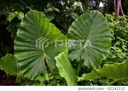 Various leaves of Alocasia odora, Miyakojima, Okinawa ⑥ Various leaves of Alocasia odora, Miyakojima, Okinawa ⑥ 82242112