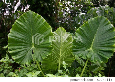Various leaves of Alocasia odora, Miyakojima, Okinawa ⑦ Various leaves of Alocasia odora, Miyakojima, Okinawa ⑦ 82242113