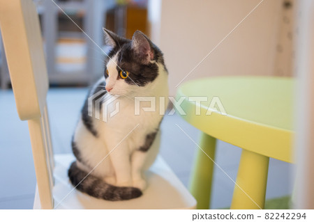 Adorable tabby cat sitting on kitchen floor staring at camera. Adorable tabby cat sitting on kitchen floor staring at camera. 82242294