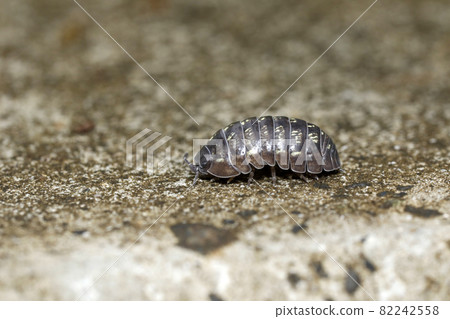 Okandan甲蟲 82242558