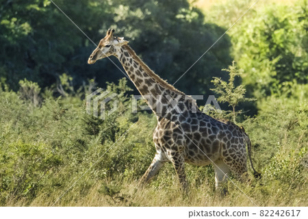 Giraffe in the jungle habitat, Africa 82242617