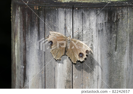 Wing Battered Dryas 82242657