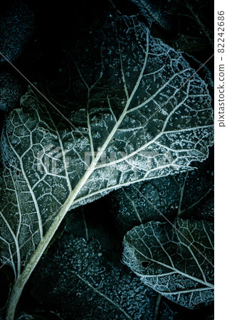 深秋雜草上的霜 深秋雜草上的霜 82242686