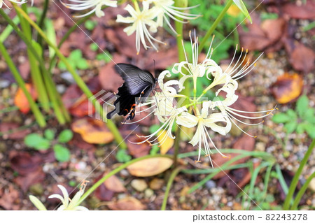White cluster amaryllis, honey-sucking black swallowtail butterfly 82243278