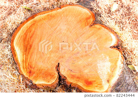 Stump with title Stump with title 82243444