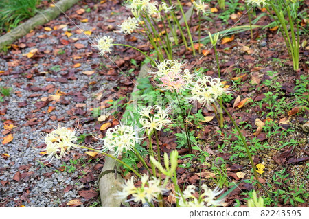 White anemone flower White anemone flower 82243595