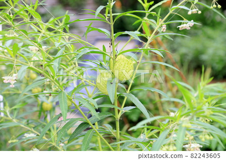 Fruit fruit fruit 82243605