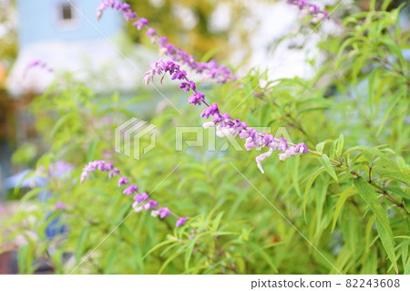 Salvia leucansa flowers Salvia leucansa flowers 82243608