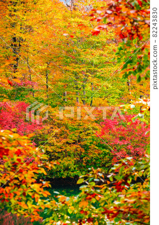 Autumn leaves of Kamike Autumn leaves of Kamike 82243830