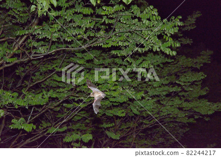 Northern bat flying in the forest (Shiretoko, Hokkaido) 82244217