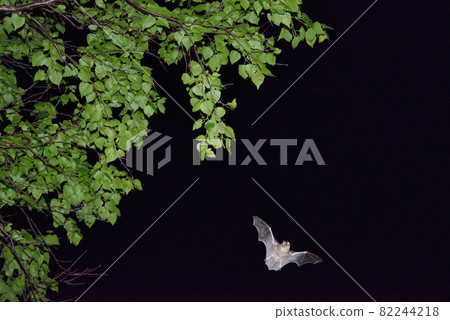 Northern bat flying in the forest (Shiretoko, Hokkaido) 82244218
