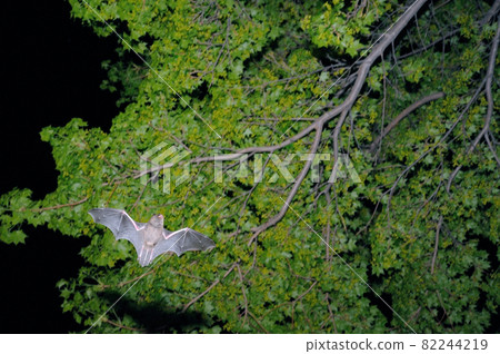 Northern bat flying in the forest (Shiretoko, Hokkaido) 82244219