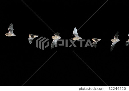 Continuous shooting of flying northern bats (Shiretoko, Hokkaido) 82244220