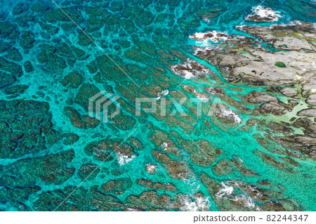 屋久島Kurio珊瑚礁 82244347