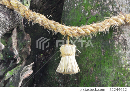 Shimenawa hung on the Kusu of the Shinboku (Oasahiko Shrine / 13 Hirozuka, Bando, Oasa-cho, Naruto-shi, Tokushima) 82244612
