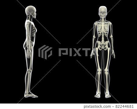 Human skeleton female bone skeleton CG human body 82244681