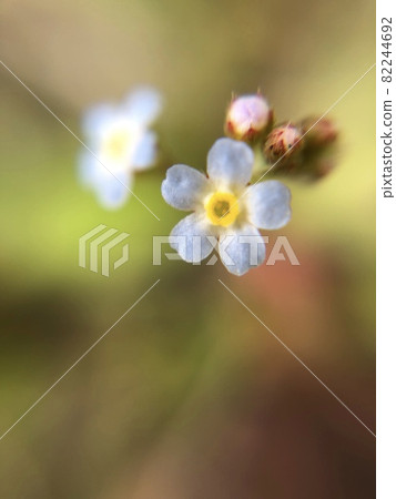 黃瓜草 82244692