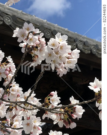 Sakura under the eaves 82244693
