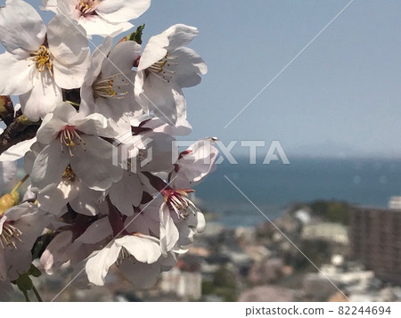 看海的櫻花 82244694