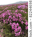 Moss phlox  82244698