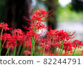 Cluster amaryllis 82244791