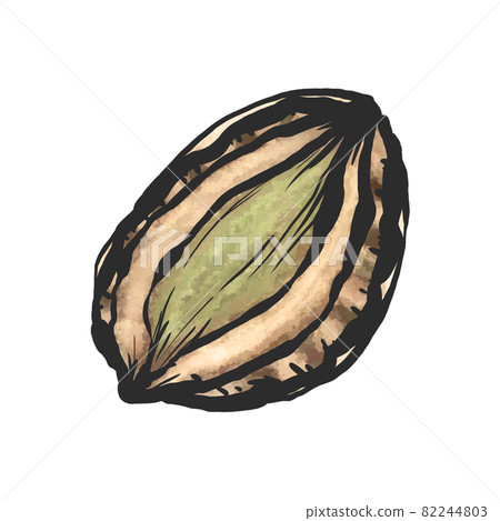 鮑魚手繪毛筆繪畫風格插畫 82244803