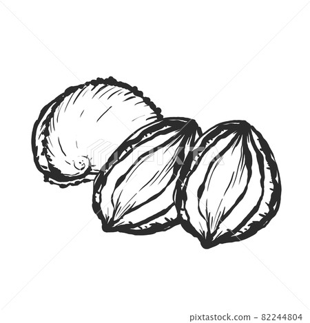 鮑魚手繪毛筆繪畫風格插畫 82244804