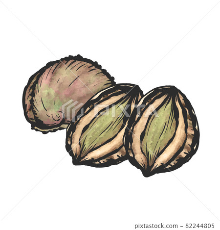 鮑魚手繪毛筆繪畫風格插畫 鮑魚手繪毛筆繪畫風格插畫 82244805