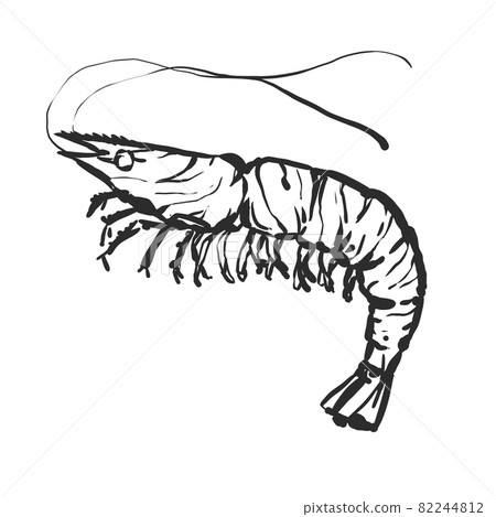 Hand-painted brush painting style illustration of prawns 82244812