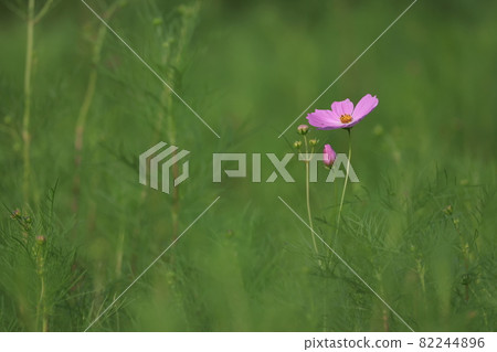 開始綻放的大波斯菊[9月][東京] 82244896