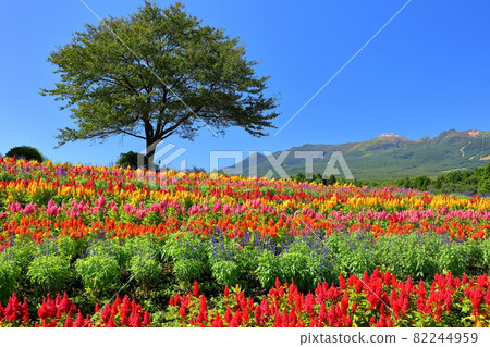 Nasu Flower World, Nasu-machi, Nasu-gun, Tochigi Prefecture Colorful cockscomb, hilltop trees and Mt. Nasu 82244959