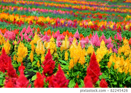 Nasu Flower World, Nasu-machi, Nasu-gun, Tochigi Prefecture Colorful cockscomb that blooms like a carpet Nasu Flower World, Nasu-machi, Nasu-gun, Tochigi Prefecture Colorful cockscomb that blooms like a carpet 82245426