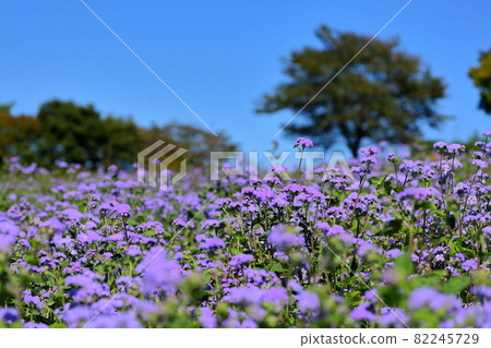 Nasu Flower World, Nasu-machi, Nasu-gun, Tochigi Prefecture Bluemink and blue sky 82245729