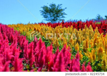 Nasu Flower World, Nasu-machi, Nasu-gun, Tochigi Prefecture Colorful cockscomb and blue sky 82245734