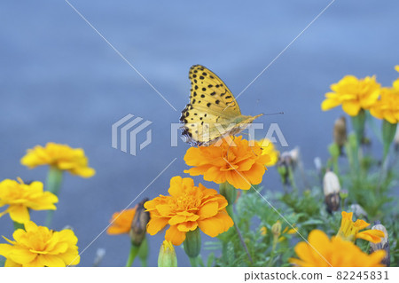 Autumn marigold flowers and brenthis daphne Autumn marigold flowers and brenthis daphne 82245831
