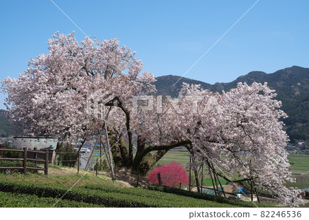 Hundred Years Cherry Blossoms in full bloom in spring Hundred Years Cherry Blossoms in full bloom in spring 82246536