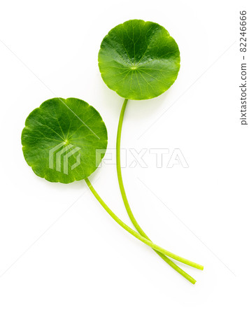Centella asiatica leaves isolated on white background. 82246666