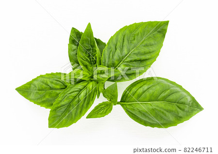 Fresh sweet basil leaves isolated on white background. Isolated of italian basil leaf . Fresh sweet basil leaves isolated on white background. Isolated of italian basil leaf . 82246711
