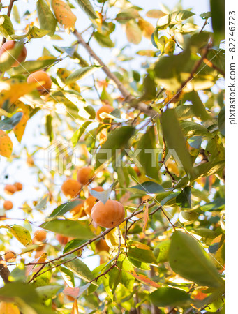 A lot of mulberry trees 82246723