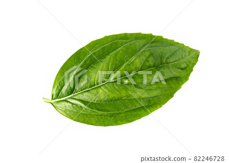 Fresh sweet basil leaves isolated on white background. Isolated of italian basil leaf .. 82246728