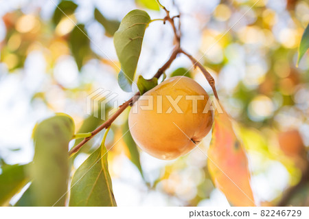 很多桑樹 82246729