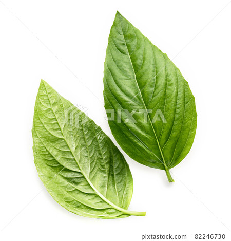 Fresh sweet basil leaves isolated on white background. Isolated of italian basil leaf . Fresh sweet basil leaves isolated on white background. Isolated of italian basil leaf . 82246730